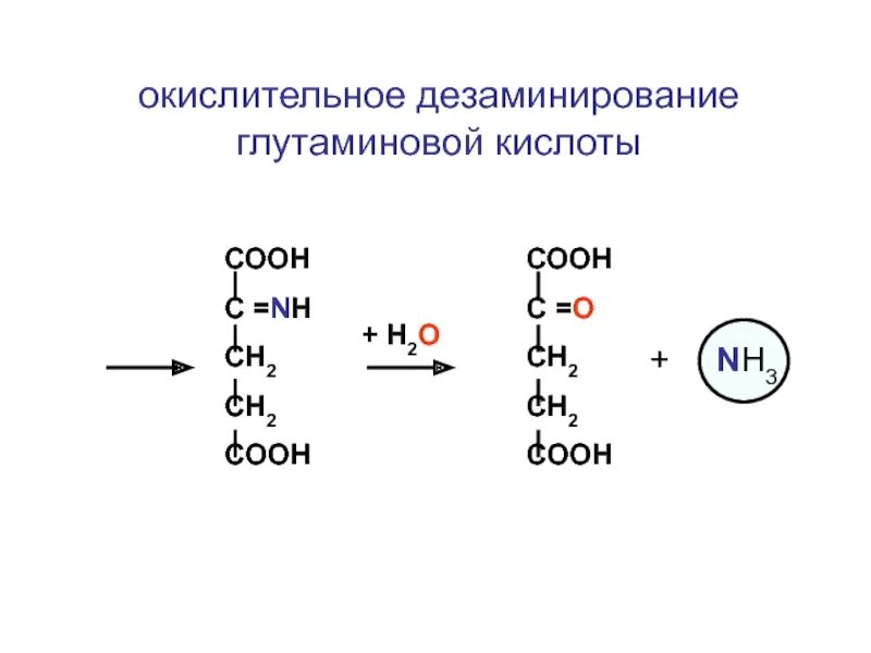 Окислительное дезаминирование глутаминовой кислоты. Дезаминирование глутамин. Глутаминовая кислота Синтез глутамат. Глутаминовая кислота в глутамин реакция. Реакция образования глутаминовой кислоты.