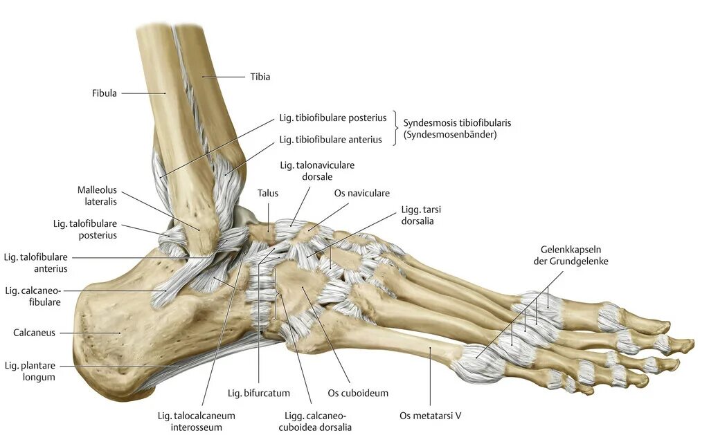 Голеностопный сустав анатомия строение. Голеностопный сустав анатомия латынь. Анатомия голеностопа сустава стопы. Голеностопный сустав, articulatio talocruralis.
