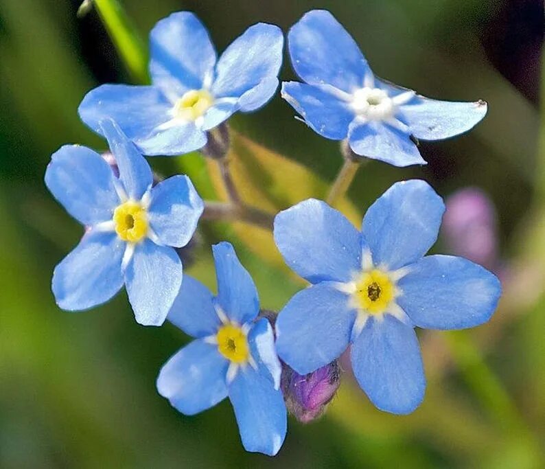 Алые незабудки бывают. Myosotis micrantha. Оттенок Незабудка. Незабудка Myosotis Myomark. Незабудка Аляска.