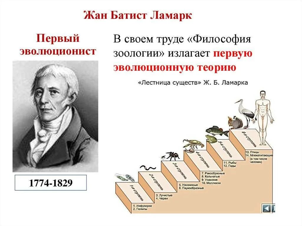 Первая эволюционная теория ж б ламарка