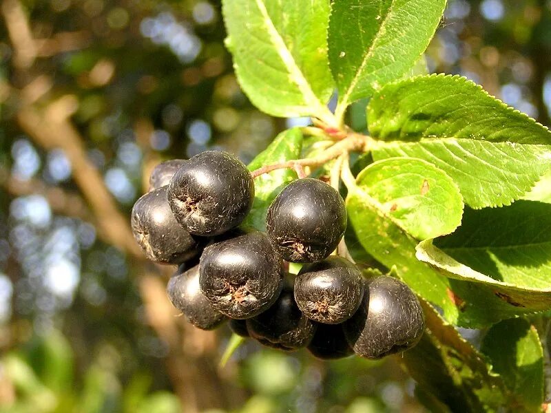 арония черноплодная «белдер». арония черноплодная aronia melanocarpa куст. арония описание фото. арония сливолистная. арония описание фото.