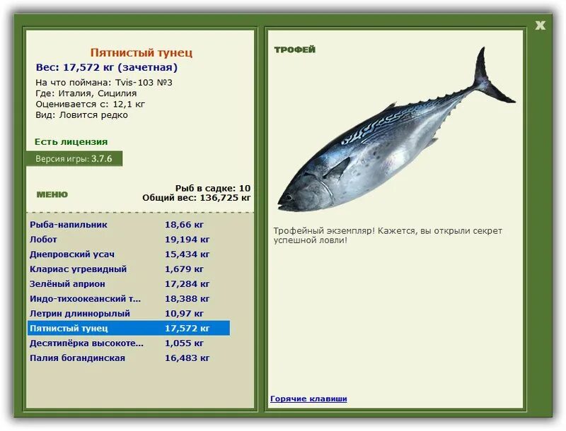 тунцы скумбриевые. тунец средний вес рыбы. вес взрослого тунца. желтопёрый тунец. семейство тунцовых рыб список.