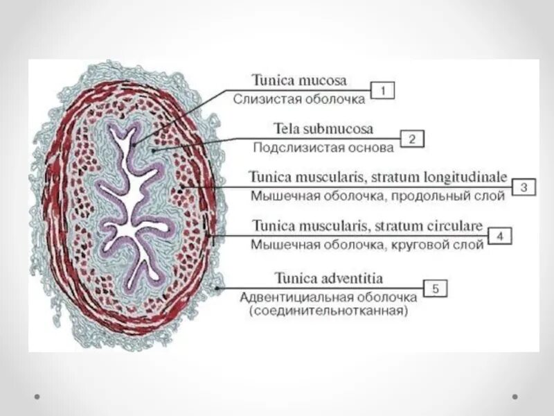 Слои мочеточника. Мочеточник строение оболочки. Слои стенки мочеточника. Слои стенки мочеточника (оболочки). Строение стенки мочеточника гистология.