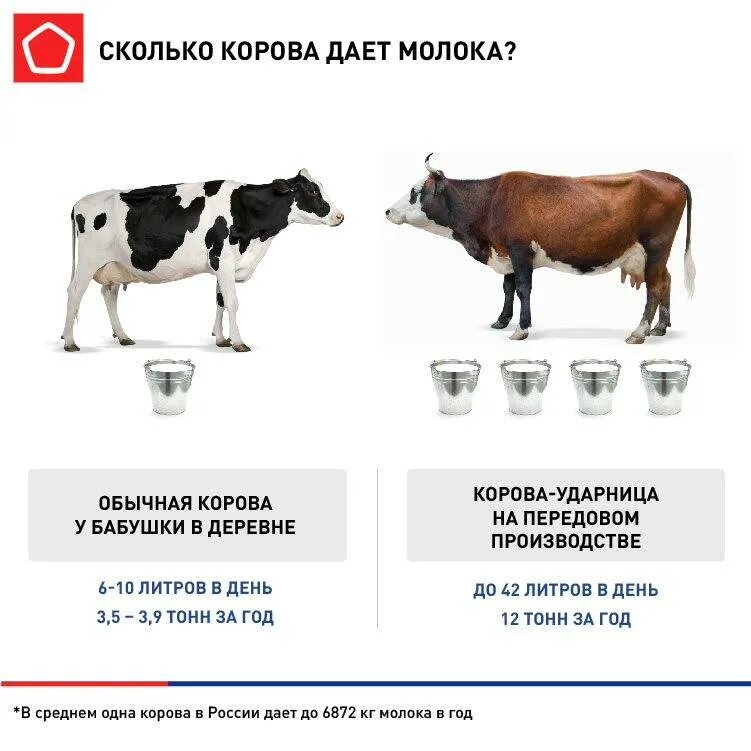 Молоко полученное от коровы 5. Сколько корова дает молока. Сколько корова дает молока в сутки. Корова молоко. Сколько молока дает корова в сутки в среднем.