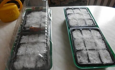 Посев петунии на снег