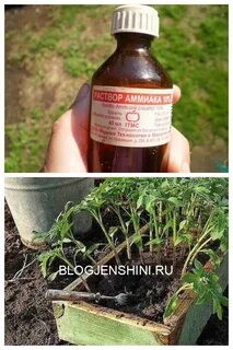 Нашатырь для рассады помидор