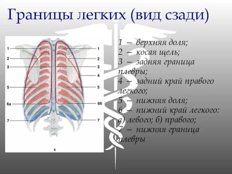 Границы легких строение. Границы легких и плевры. Верхние и нижние границы легких. Границы легких топографическая анатомия. Уровень нижней границы легких