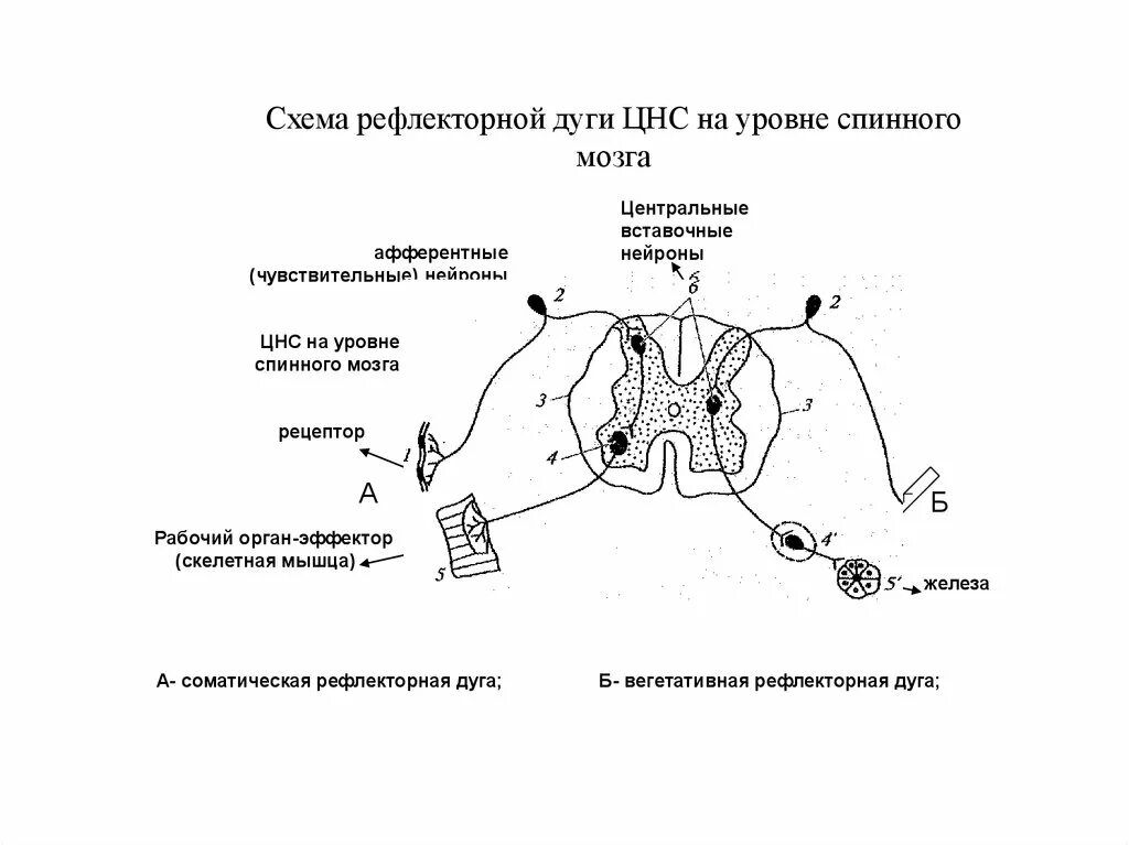 Схема рефлекторных дуг спинного мозга. Схема дуги соматического спинального рефлекса. Дуга спинномозгового рефлекса схема. Рефлекторная дуга строение условного рефлекса. Рефлекторное течение