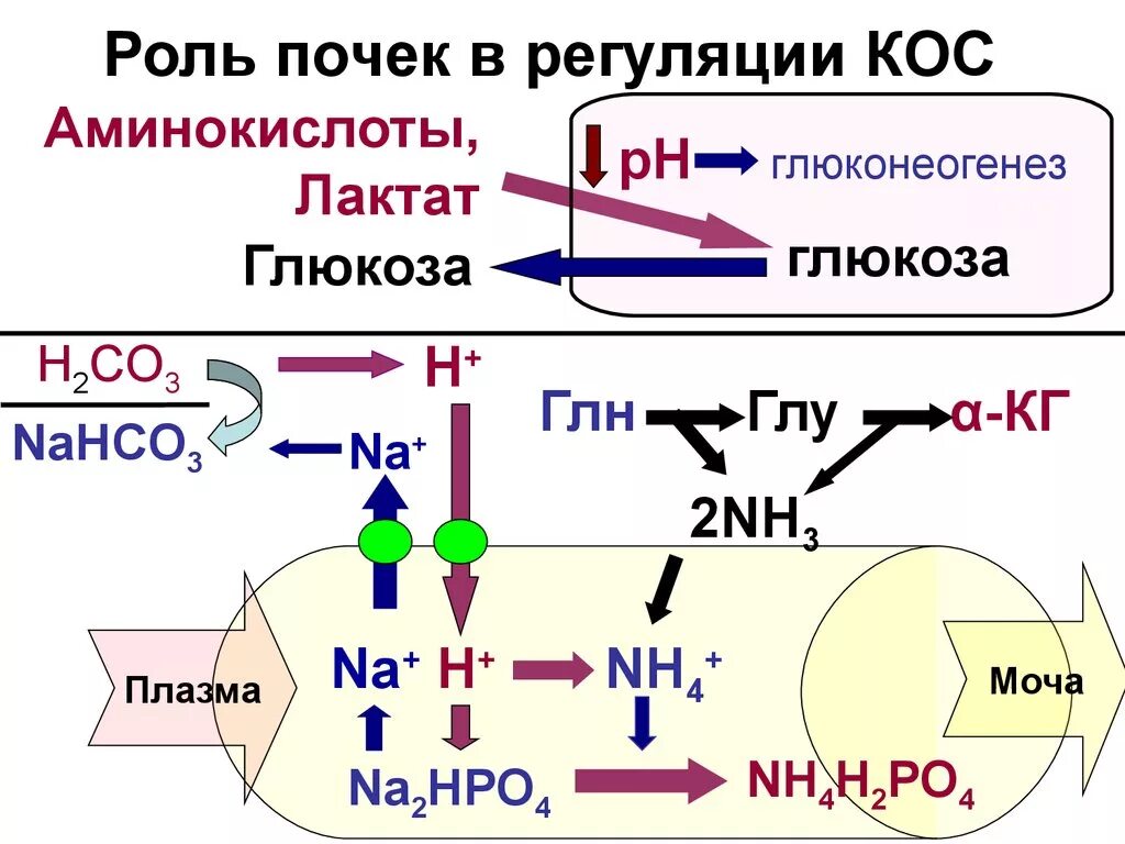 Роль почек в регуляции кислотно-основного состояния крови. Регуляция кислотно основного состояния в почках. Участие почек в регуляции кислотно-основного состояния. Механизмы регуляции кислотно-основного состояния. Система крови биохимия