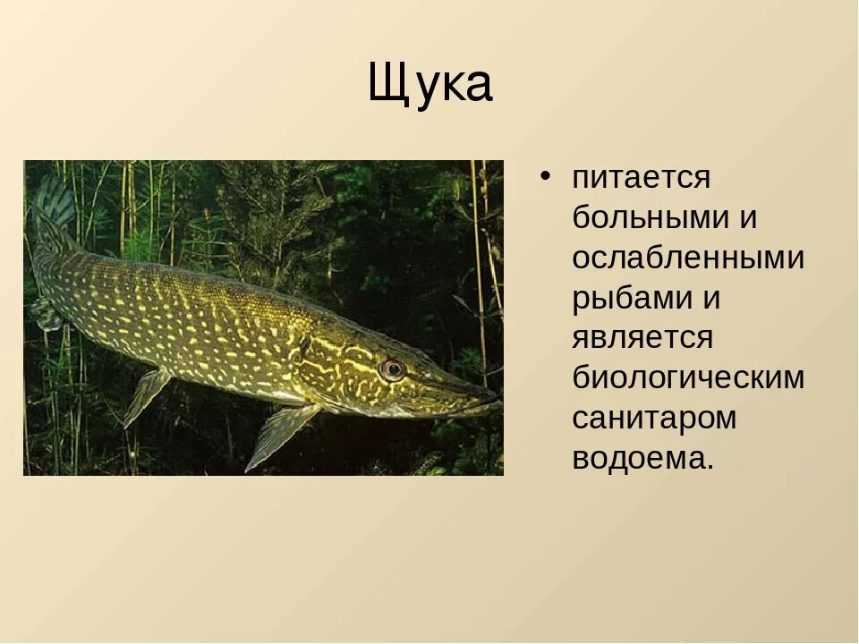 Известно что обыкновенная щука. Рыба щука. Щука питается. Щука в водоеме. Щука рыба щука.