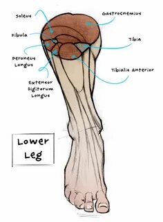 Lower leg