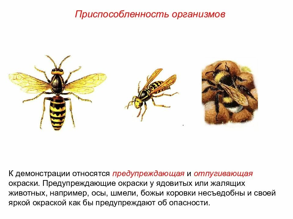 Приспособленность пчелы. Пчела вид приспособленности. Идиоадаптация пчелы. Оса окраска тела. Окраска тела пчелы