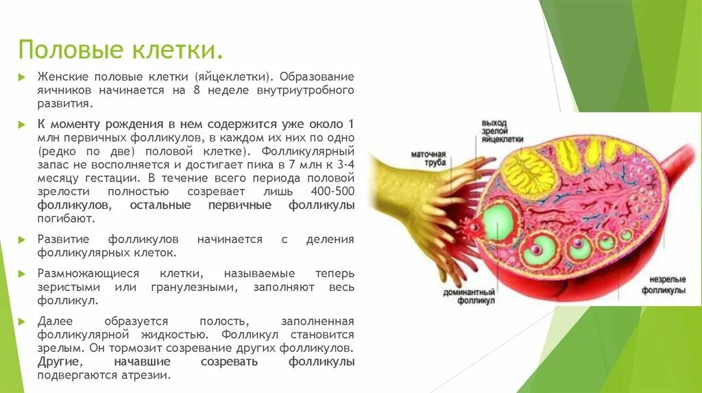 Клетки яичника. Половые клетки. Яйцеклетки образуются в яичниках. Развитие половых клеток в яичнике