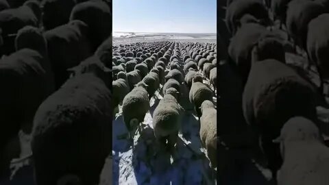 Шли бараны