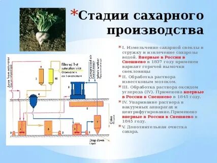 Сахарозы сахарная свекла сахарный