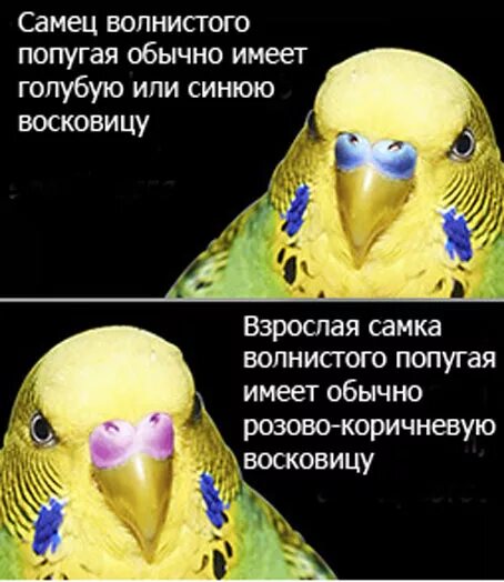 Восковица самочки волнистого попугая. Восковица самца волнистого. Пол попугая волнистого. Как определить пол попугая волнистого.