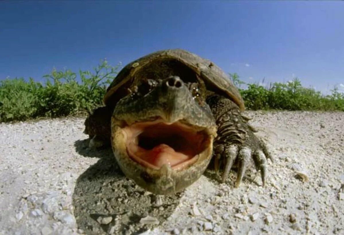 Crazy turtle