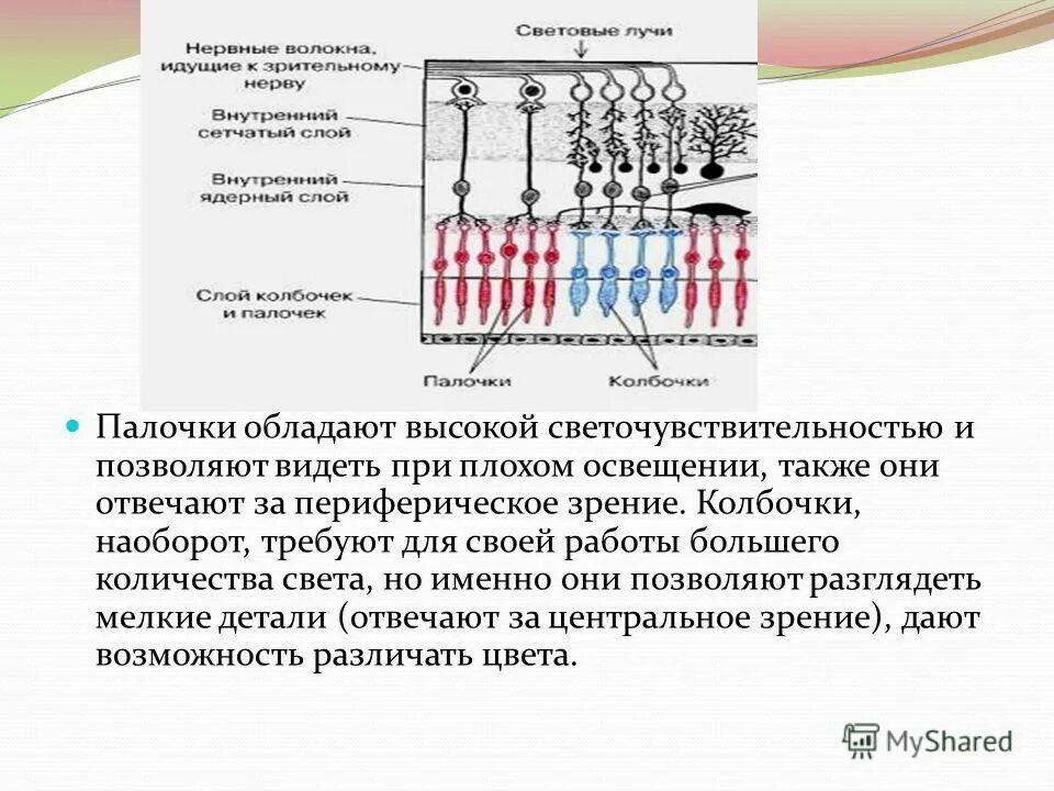 Колбочки глаза функции