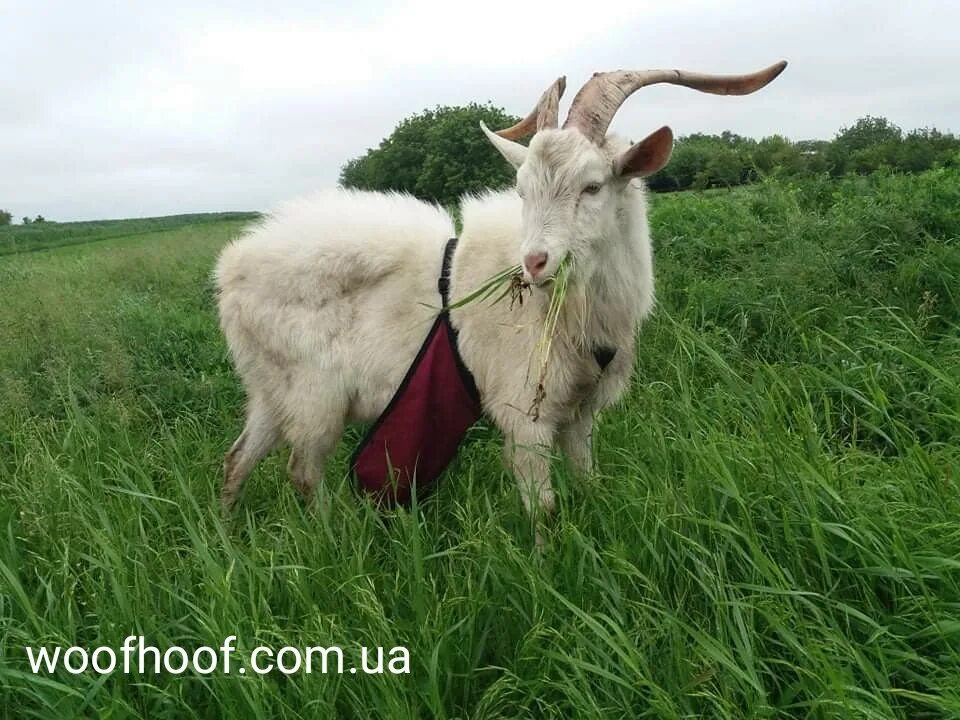 Козел в одежде. Козел в юбке. Фартук для козла-производителя. Фартук для козла