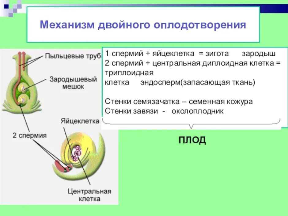 Оплодотворенная спермием центральная клетка. Оплодотворение покрытосеменных растений схема. Двойное оплодотворение у покрытосеменных растений. Схема двойного оплодотворения у цветковых растений. Строение спермиев цветковых растений.