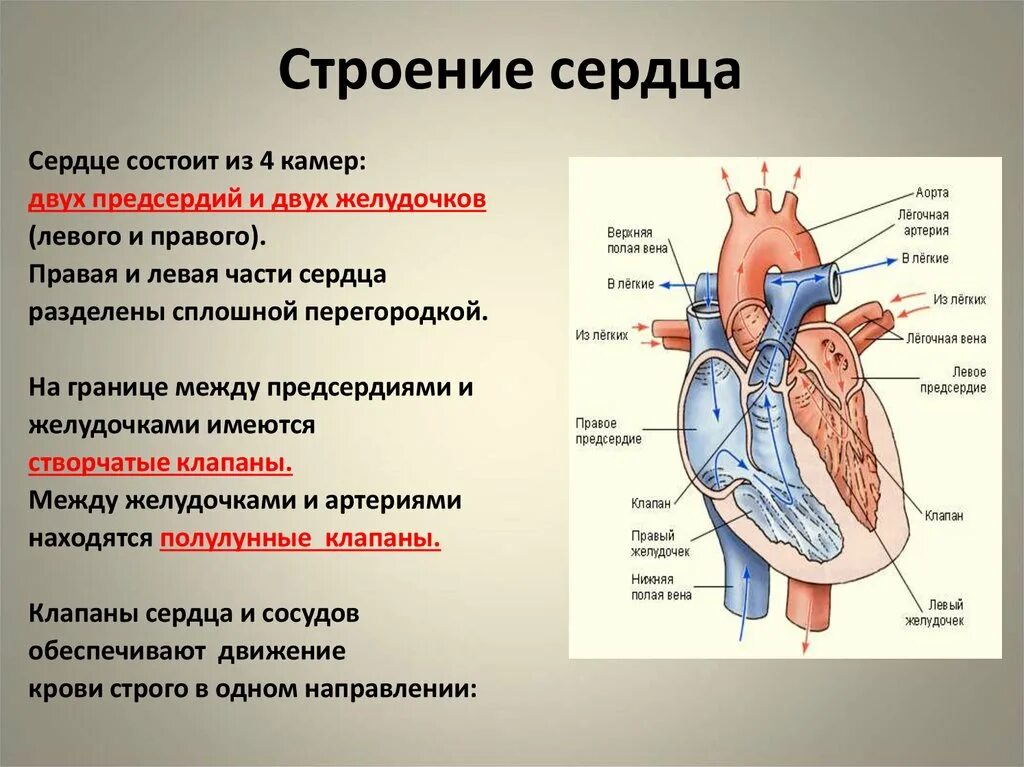 Сердечная строение и функции. Внешнее строение сердца кратко. Строение сердца и функции схема. Строение сердца кратко. Сердце строение и функции.