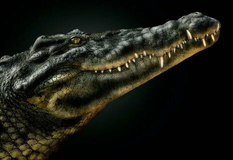 Смешной крокодил (54 фото) .