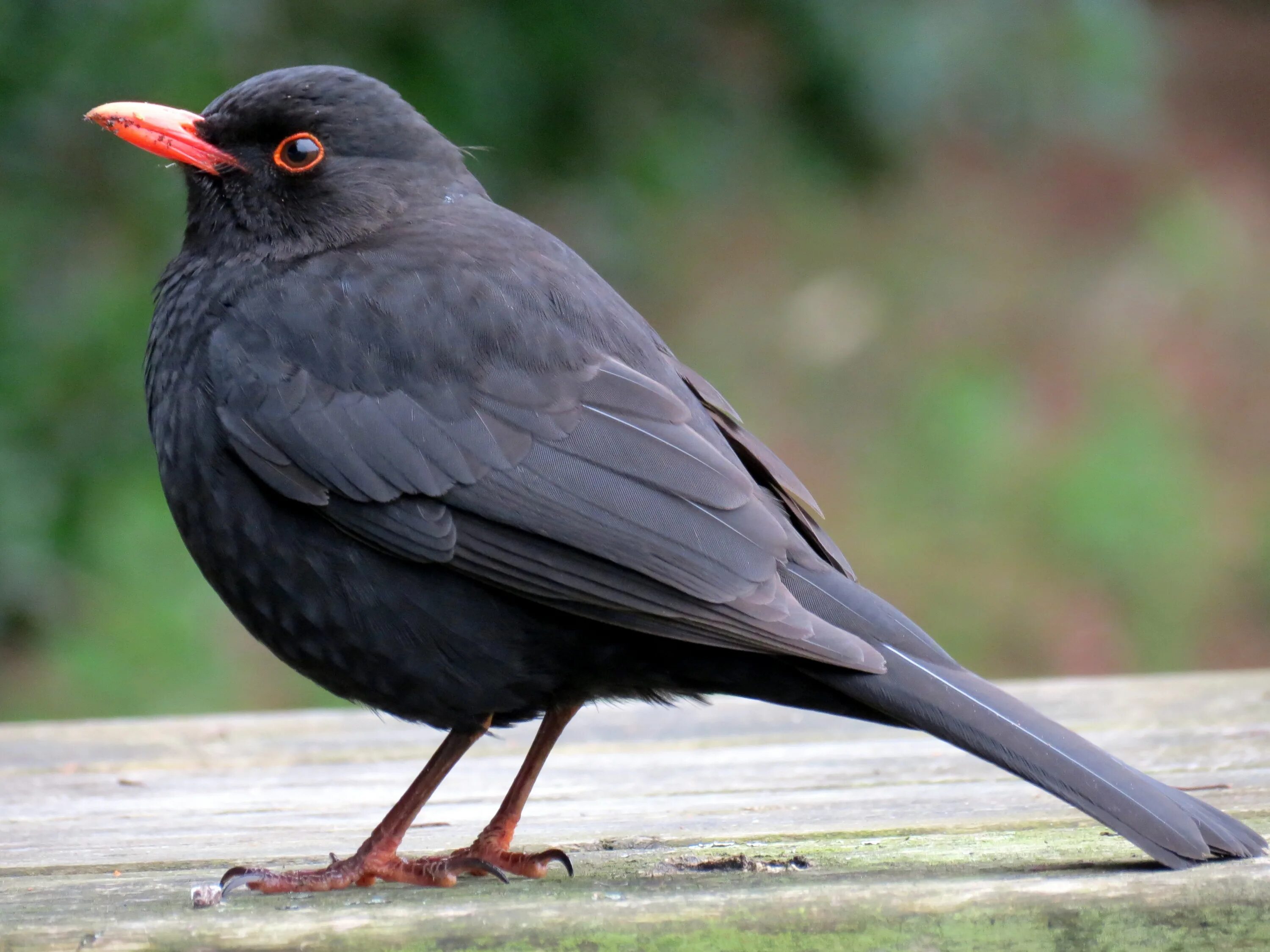 Blackbird bird