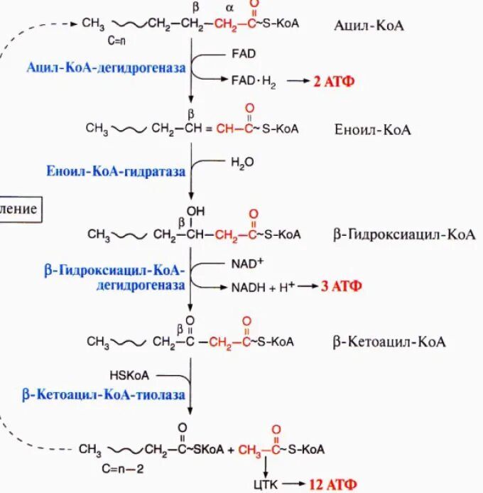 Бета окисление схема. Схема b окисления жирных кислот. Бета окисление жирных кислот АТФ. Бета окисление биохимия схема. Радикал жирной кислоты