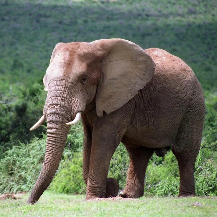 Слоны в парке. Elephant перевод. Elephant.jpeg. Перевод в слоны.