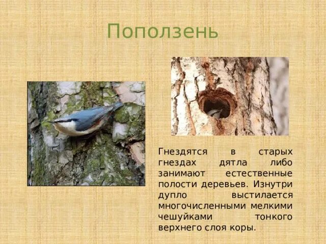 Внимательно прочитай исправь ошибки в дуплах старых
