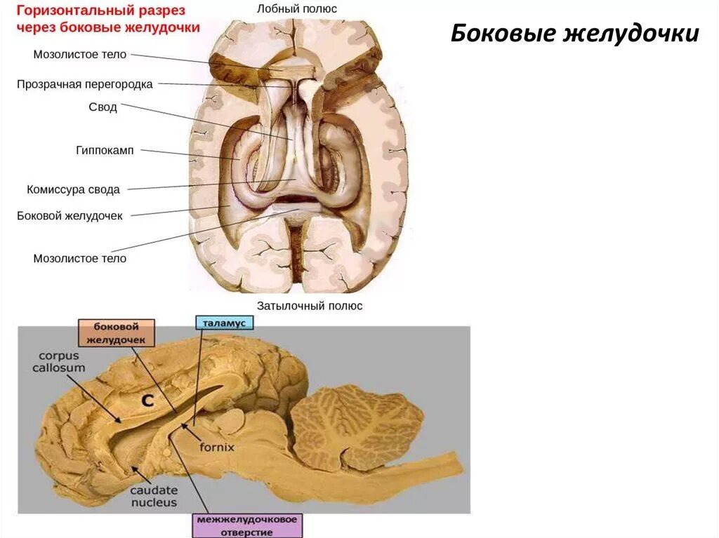 Боковые желудочки анатомия строение. Коллатеральное возвышение бокового желудочка. Части боковых желудочков головного мозга. Боковой желудочек рога на препарате.