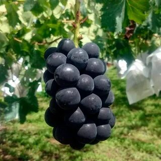 Виноград конкорд