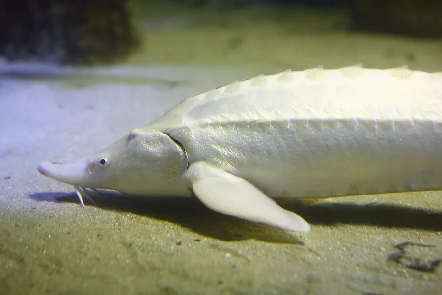 осетр альбинос. белуга альбинос алмас. осетр альбинос. осетр альбинос. стерлядка альбинос.