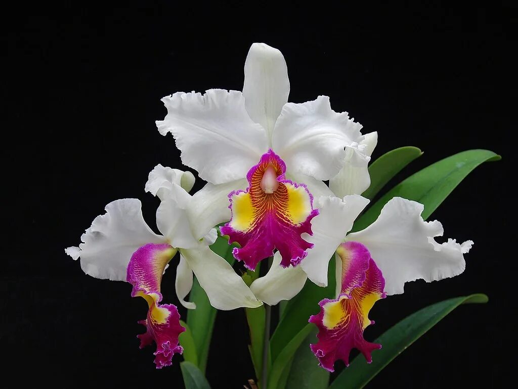 Каттлея Хардиана. Орхидея Каттлея. Cattleya x Hardyana. Cattleya Maggie Raphael semialba.