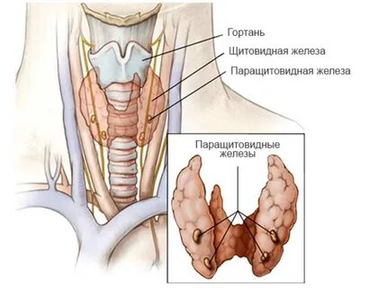 Паращитовидная железа заболевания