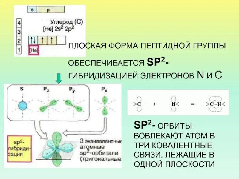 Sp2 гибридизация связи. Плоская форма гибридизация. Ковалентная пептидная связь. Свойства пептидной группы. Формы пептидной группы.