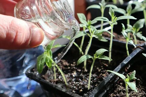 Сахар для домашних растений и рассады. Как работает сладкая подкормка? Сад огоро