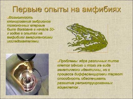 Проект первый опыт