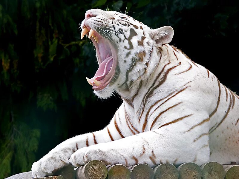 Живут белые тигры. Амурский тигр альбинос. Бенгальский тигр альбинос. Белый тигр. Белый Тигренок.