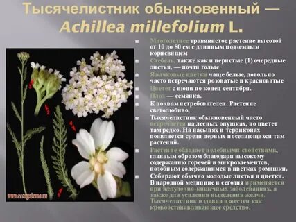 Систематика тысячелистника