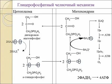 Челночный механизм