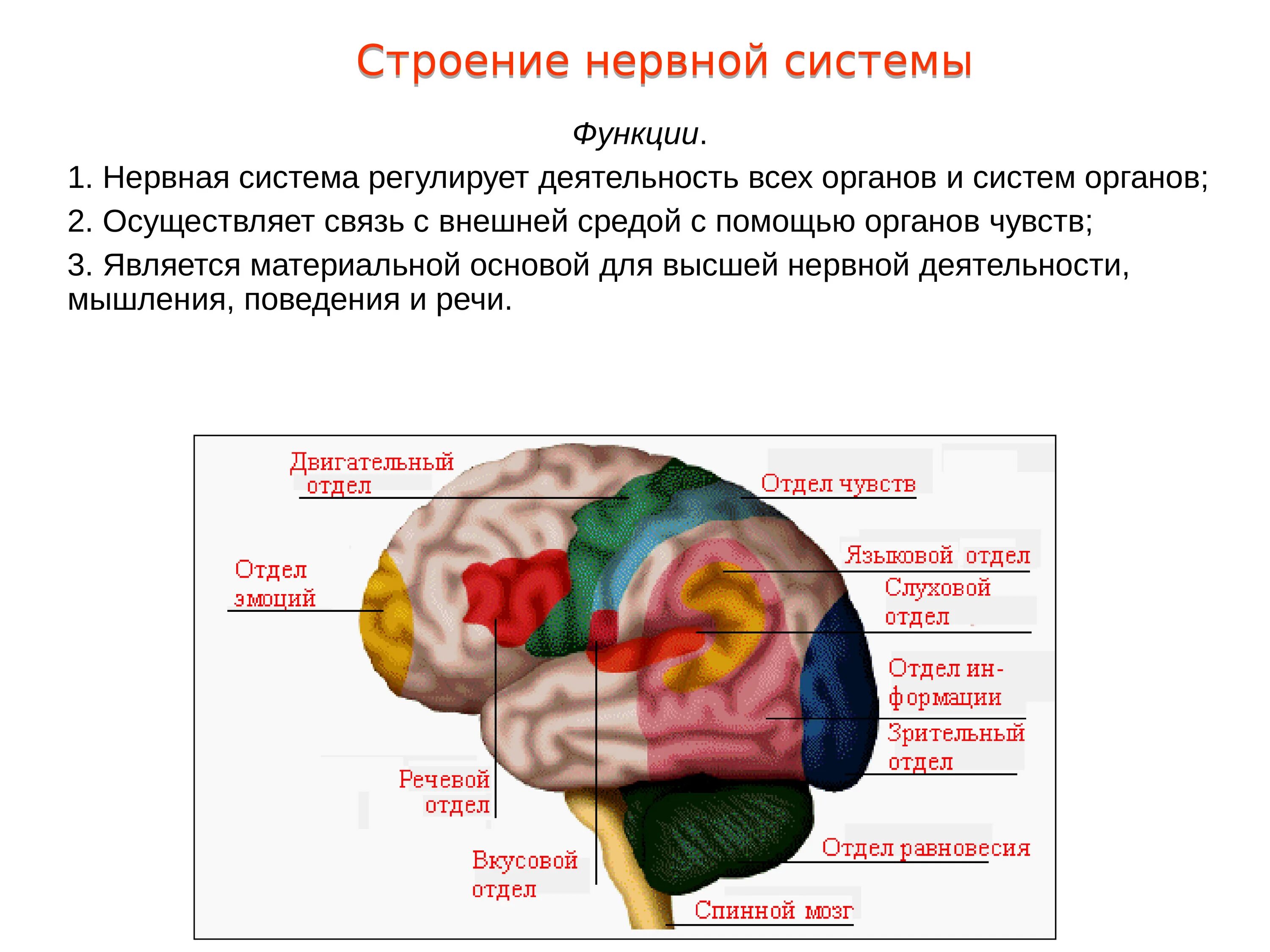 Нервная система человека строение органы и функции таблица. Строение и функции нервной системы 8. Нервная система 8 класс биология. Функции нервной системы человека таблица. Функции высшей нервной системы