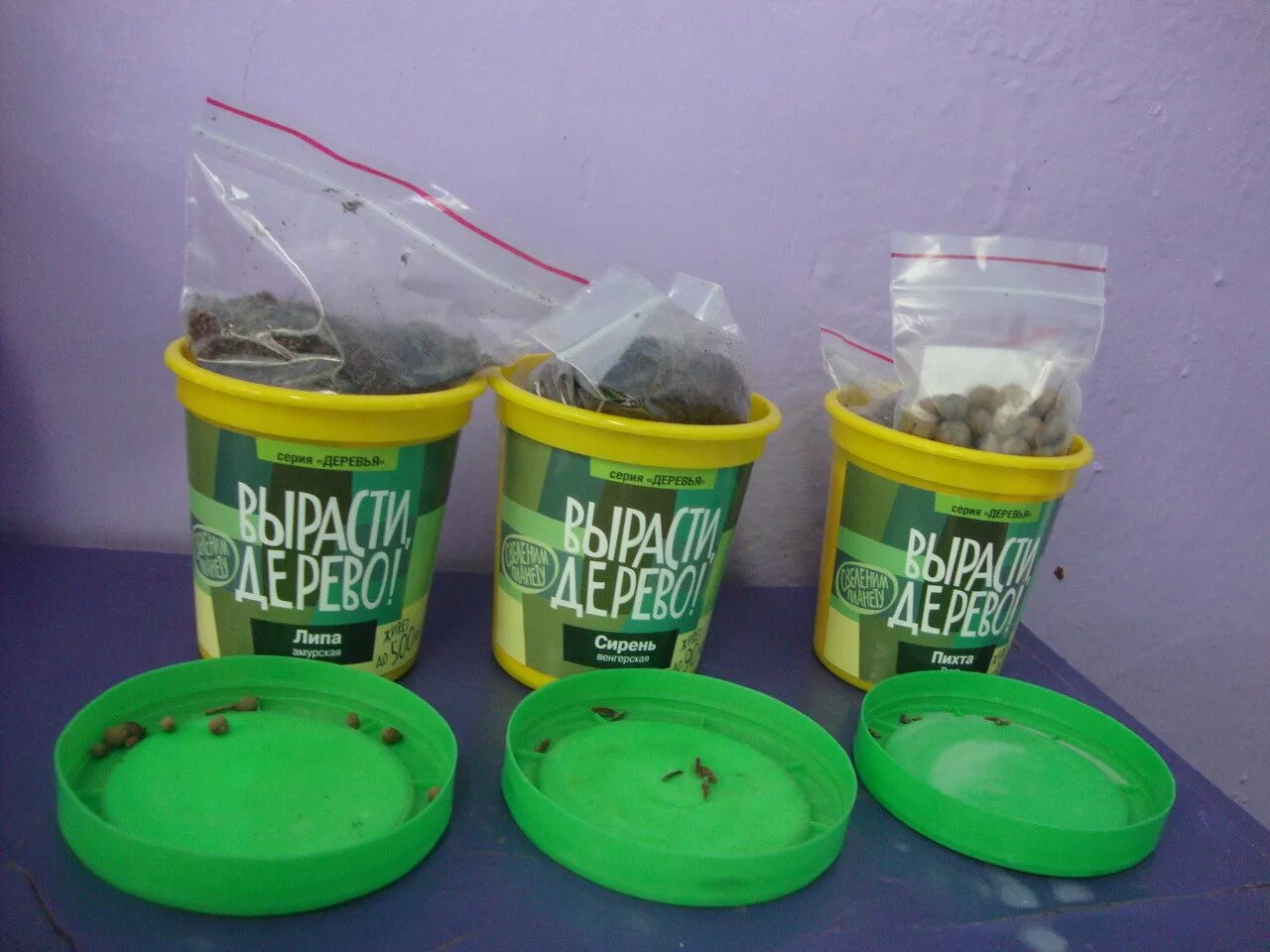 вырасти дерево катальпа. экологический проект вырасти дерево. сирень венгерская вырасти дерево. набор для выращивания растений "вырасти, дерево!", лимонник китайский. кедр дальневосточный дерево.