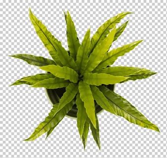 Top plant