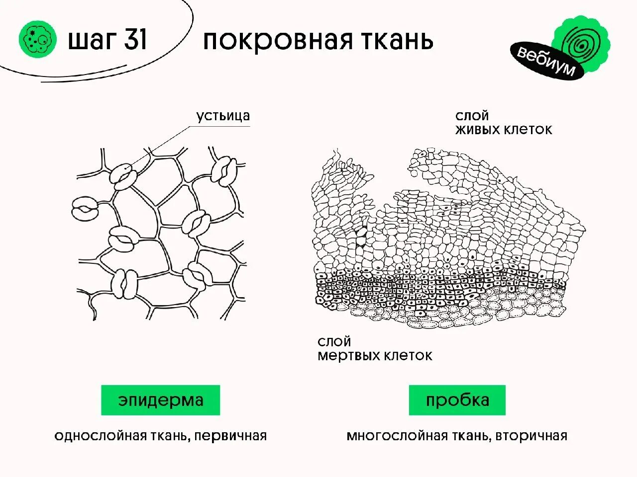 Покровная ткань биология 6 класс впр. Покровная ткань строение клетки. Особое строение покровной ткани. Покровная ткань изображение рисунок. Строение покровной ткани растений.