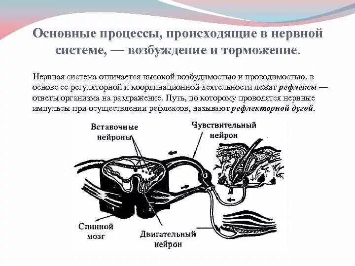 Процесс возбуждения нервных клеток. Основные процессы, протекающие в нервной системе:. Процесс нервного возбуждения связан с работой какой нервной системы. Процессы возбуждения и торможения в центральной нервной системе. Основные процессы нервной деятельности - возбуждение и торможение..