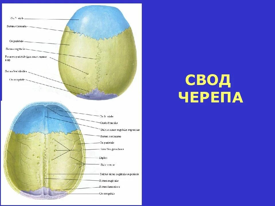 Кости свода мозгового отдела черепа. Строение свода черепа изнутри. Череп анатомия человека свод и основание. Свод (крыша) мозгового черепа; кости, его образующие.. Слои свода