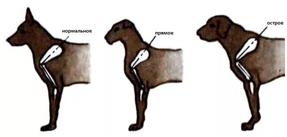 непроходимость у собак. рох у собак. рох у собак. анатомия плечелопаточного сустава у собак. синдром кушинга у собак симптомы.