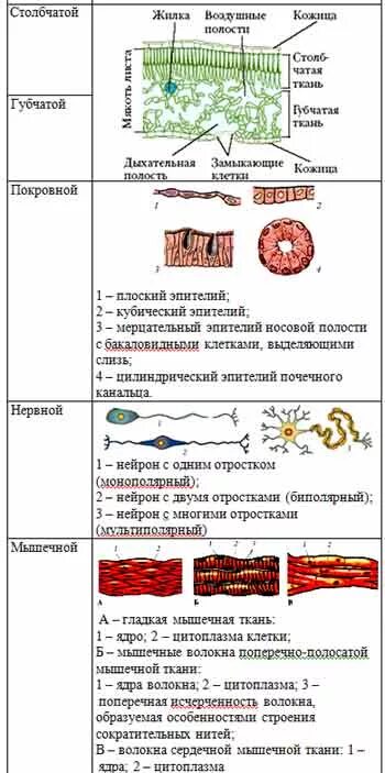 Таблица ткань строение рисунок. Лабораторная работа по биологии 9 многообразие клеток. Органоиды клеток столбчатой ткани. Многообразие клеток таблица. Строение и многообразие клетки.