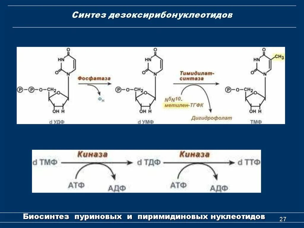 Схема синтеза дезоксирибонуклеотидов. Синтез дезоксирибонуклеотидов. Рибонуклеотидредуктазный комплекс. Характеристики синтеза дезоксирибонуклеотидов. Рибонуклеотидредуктазный комплекс биохимия. 27 синтезы